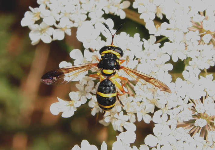 Dittero syrphidae: Ceriana vespiformis